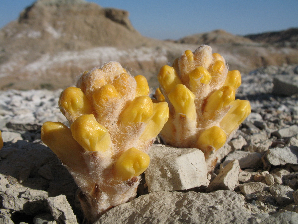 Image of genus Cistanche specimen.