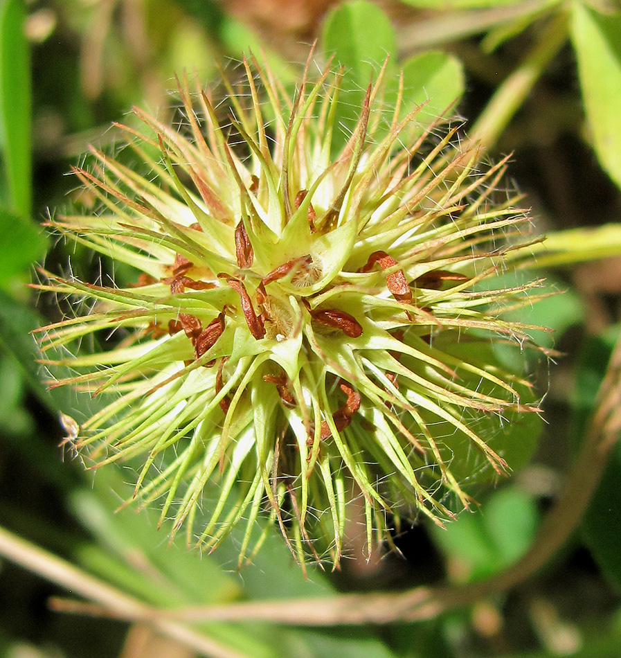 Изображение особи Trifolium lappaceum.