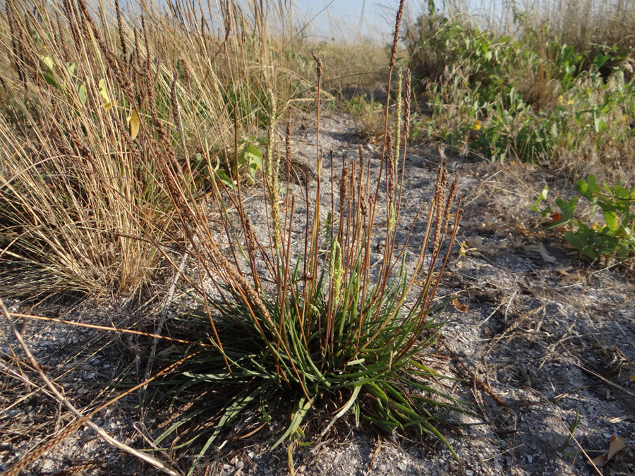 Image of Plantago salsa specimen.