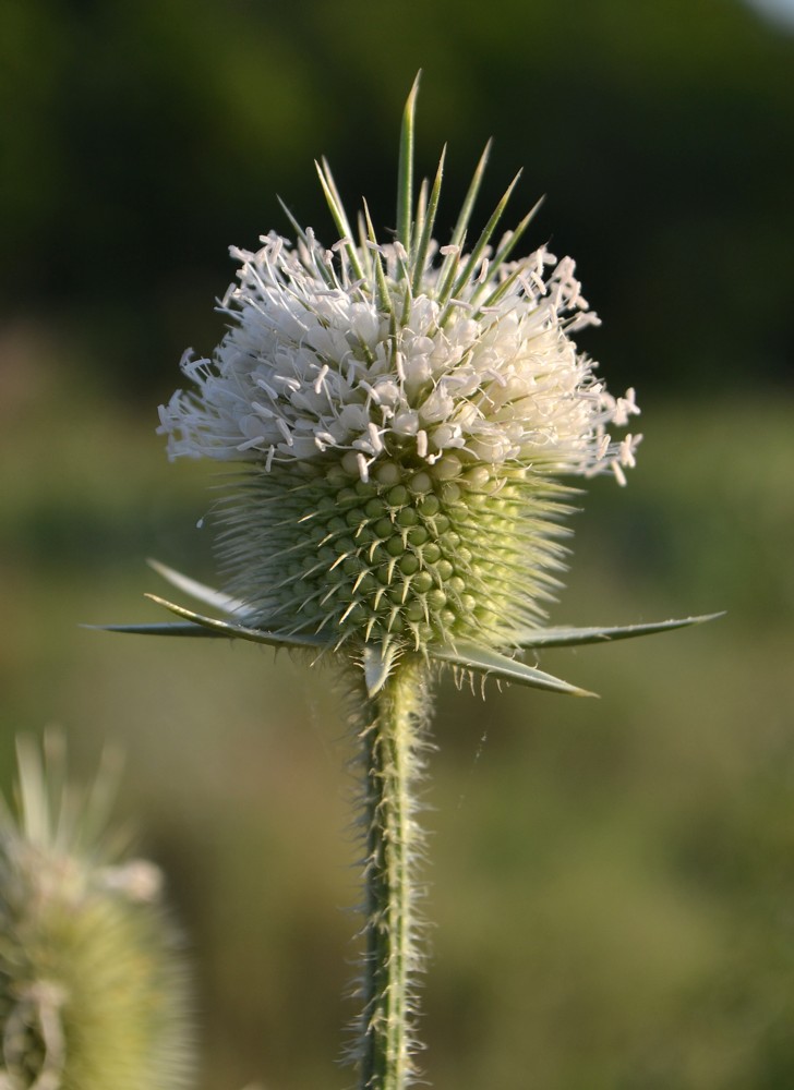 Изображение особи Dipsacus laciniatus.