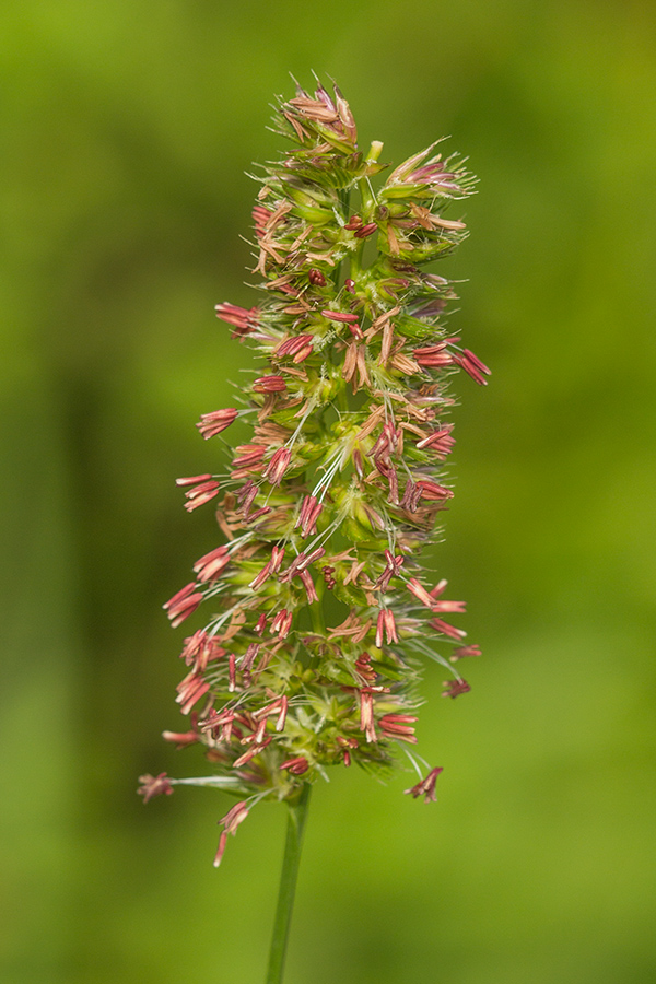 Image of familia Poaceae specimen.