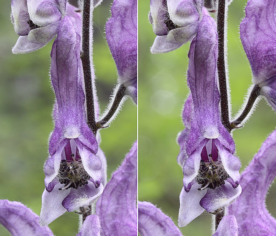 Image of Aconitum septentrionale specimen.