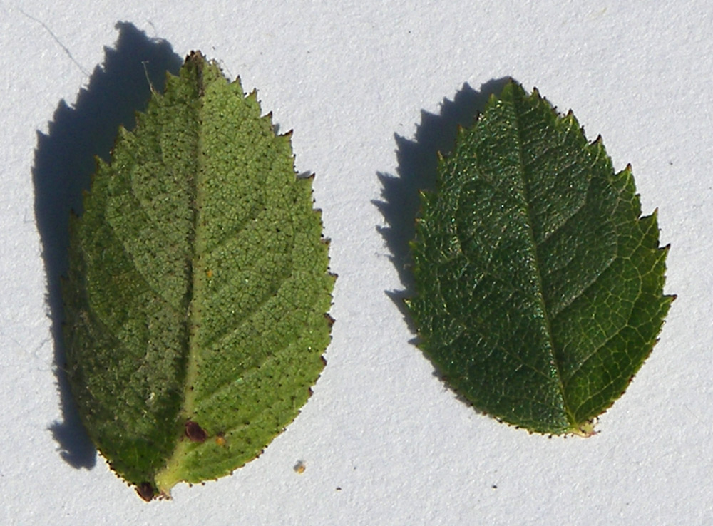Image of Rosa rubiginosa specimen.