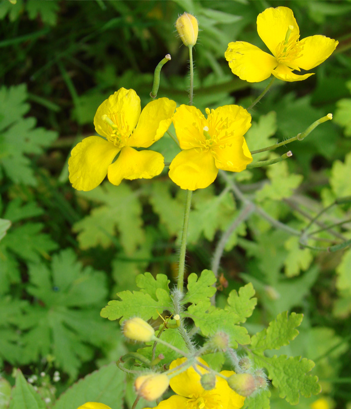 Изображение особи Chelidonium asiaticum.