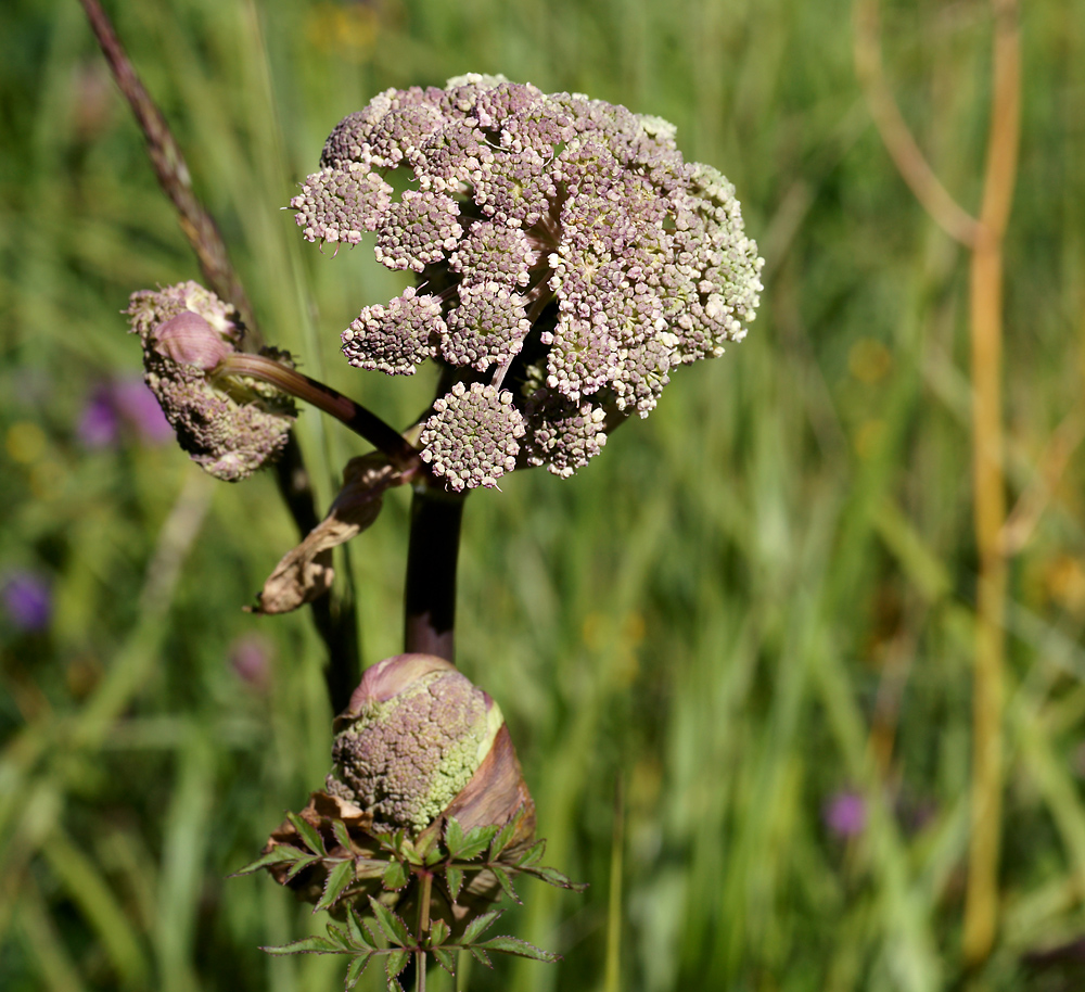 Изображение особи Angelica sylvestris.