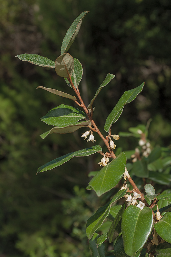 Image of Elaeagnus macrophylla specimen.