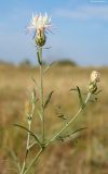 Centaurea arenaria