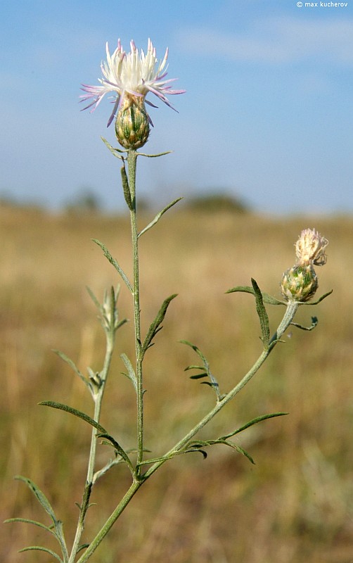 Image of Centaurea arenaria specimen.