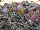 Geranium erianthum