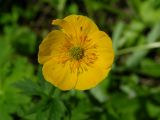 Trollius riederianus. Цветок. Камчатский край, Елизовский район, подножье горного массива Вачкажцы, разнотравный луг, 400 м н.у.м. 13.07.2008.