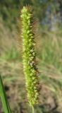 Setaria pumila