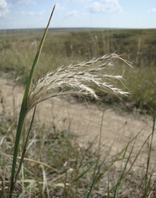 Изображение особи Bothriochloa ischaemum.