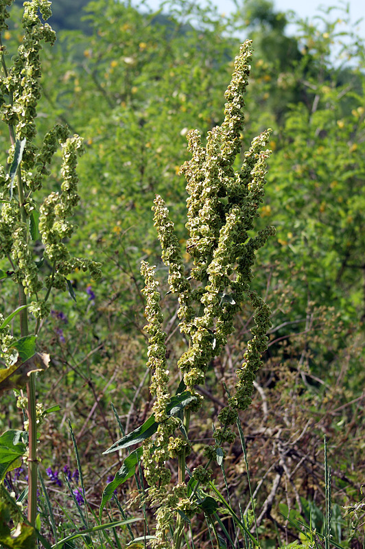 Изображение особи Rumex patientia ssp. orientalis.