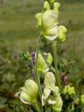Aconitum anthoroideum