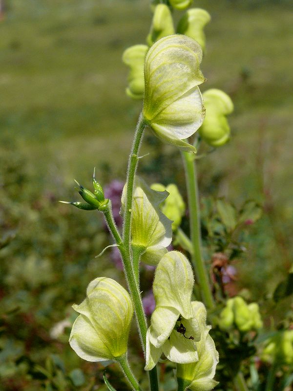 Изображение особи Aconitum anthoroideum.