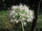 Allium nutans