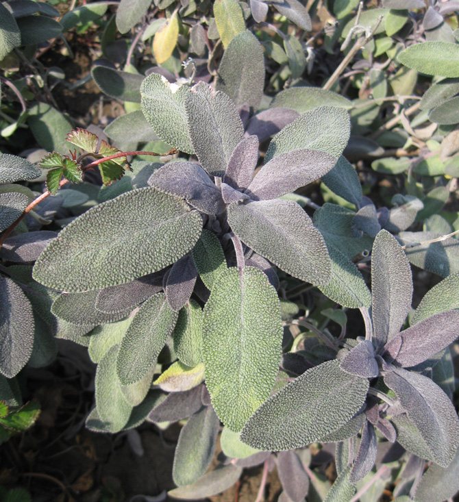 Image of Salvia officinalis specimen.