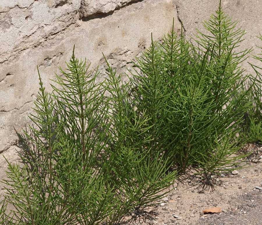 Image of Equisetum arvense specimen.