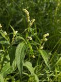 Persicaria scabra