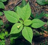 Impatiens parviflora. Молодое растение с цветком (вид сверху). Московская обл., Раменский р-н, окр. дер. Хрипань, лесная дорога. 08.07.2015.