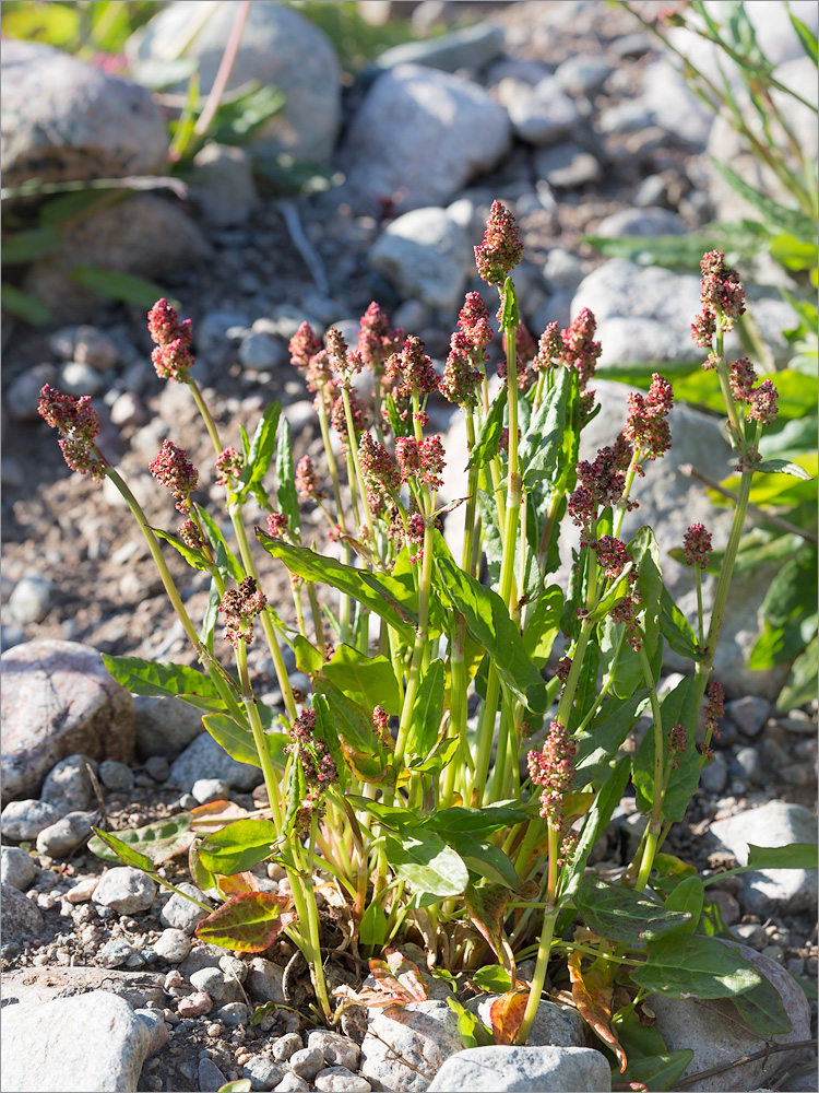 Изображение особи Rumex lapponicus.