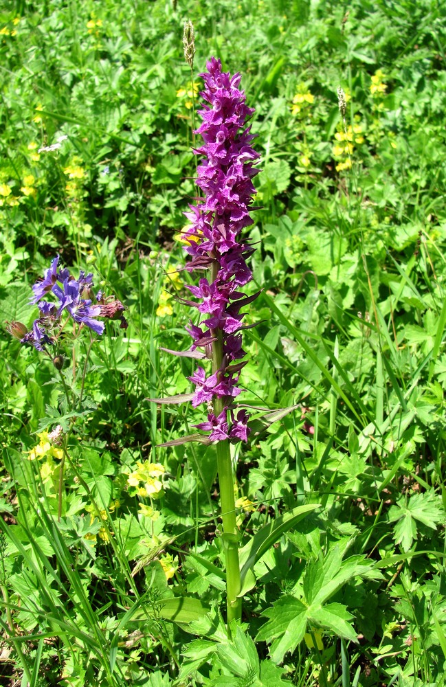 Изображение особи Dactylorhiza euxina.