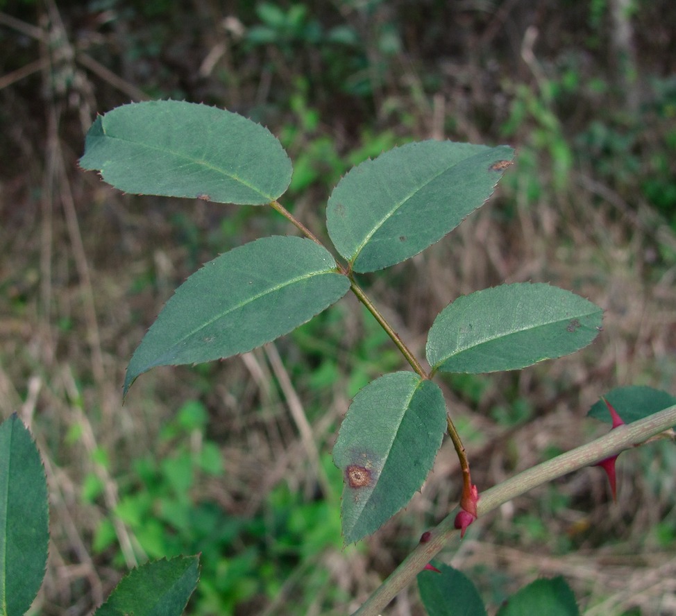 Image of Rosa canina specimen.