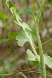 Botrychium lunaria. Часть вайи в месте расхождения стерильного (слева) и фертильного сегментов. Псковская обл., ок. 1 км к ю.-з. от дер. Лудони у шоссе М20, олуговелая опушка сухого сосняка. 14.07.2015.