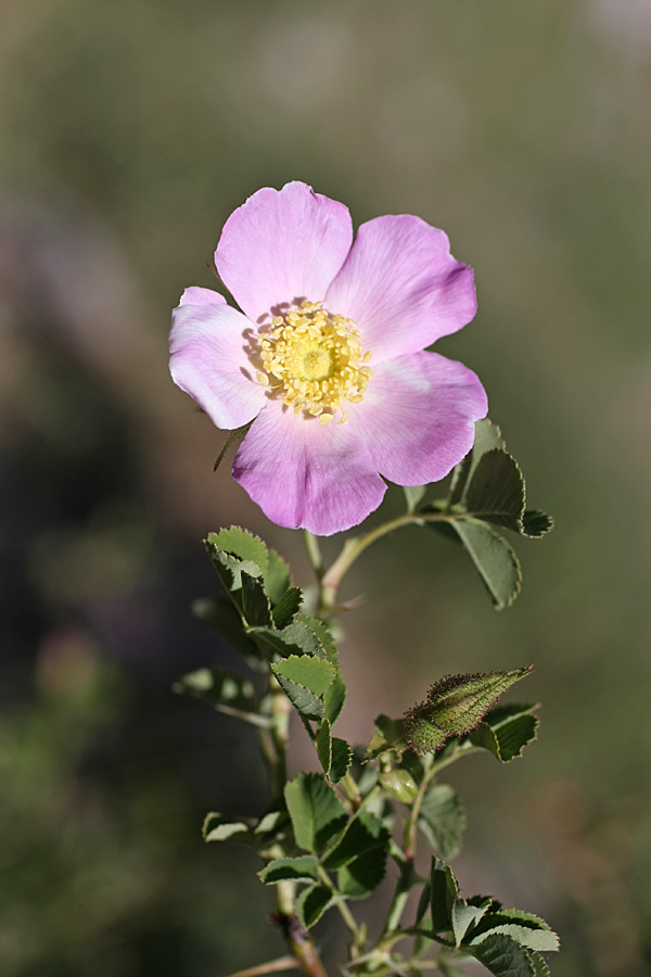 Изображение особи Rosa fedtschenkoana.