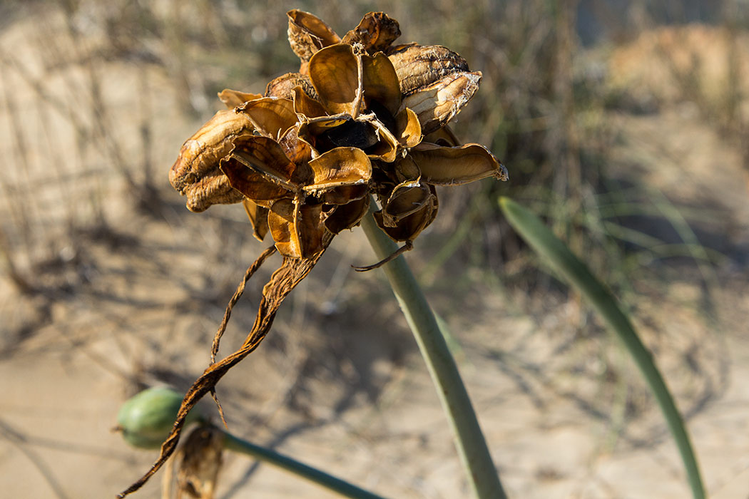 Image of Pancratium maritimum specimen.
