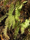 Adiantum aleuticum. Вайи. США, Калифорния, Пойнт Рейес, возле ручья. 24.02.2014.