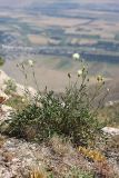 Rhaponticoides kultiassovii. Цветущее растение. Южный Казахстан, горы Алатау (Даубаба), гребень хребта восточнее Восточного перевала, ~1650 м н.у.м. 04.07.2014.