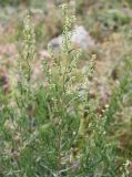 Artemisia dracunculus