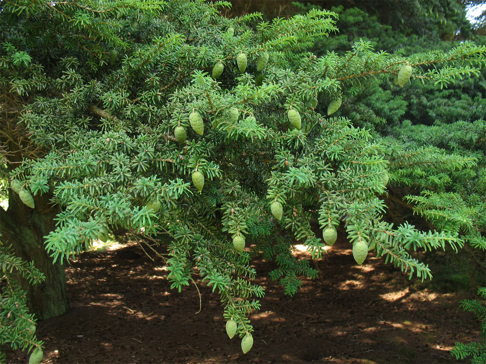 Изображение особи Tsuga diversifolia.
