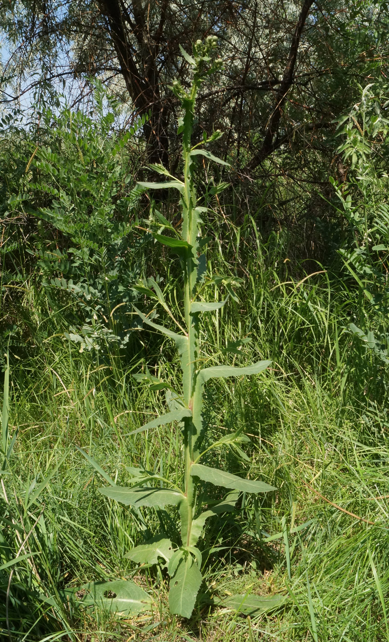 Image of Cirsium alatum specimen.