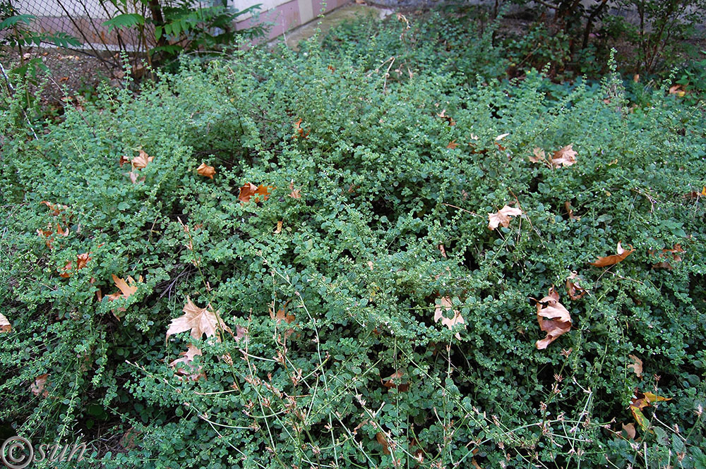 Image of Melissa officinalis specimen.