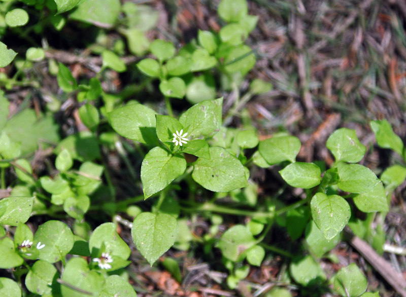 Image of Stellaria media specimen.