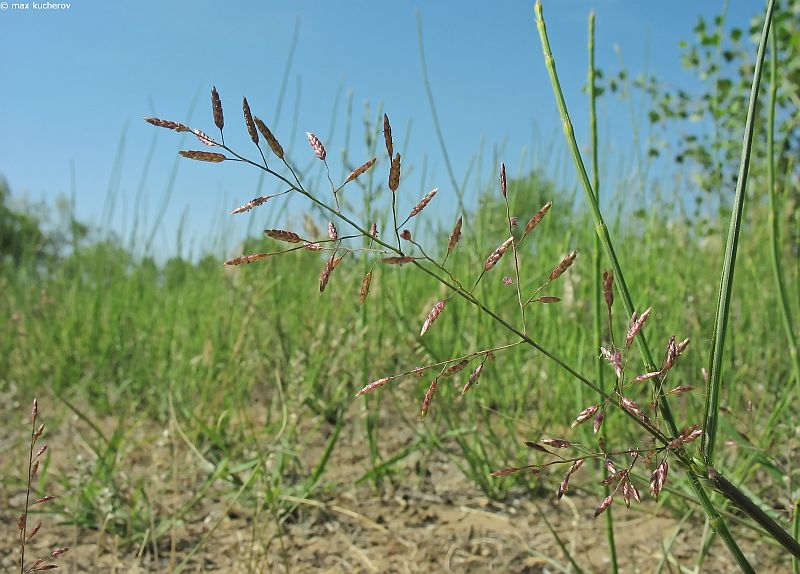 Image of Eragrostis minor specimen.