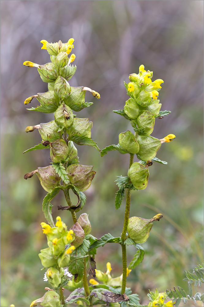 Изображение особи Rhinanthus minor.