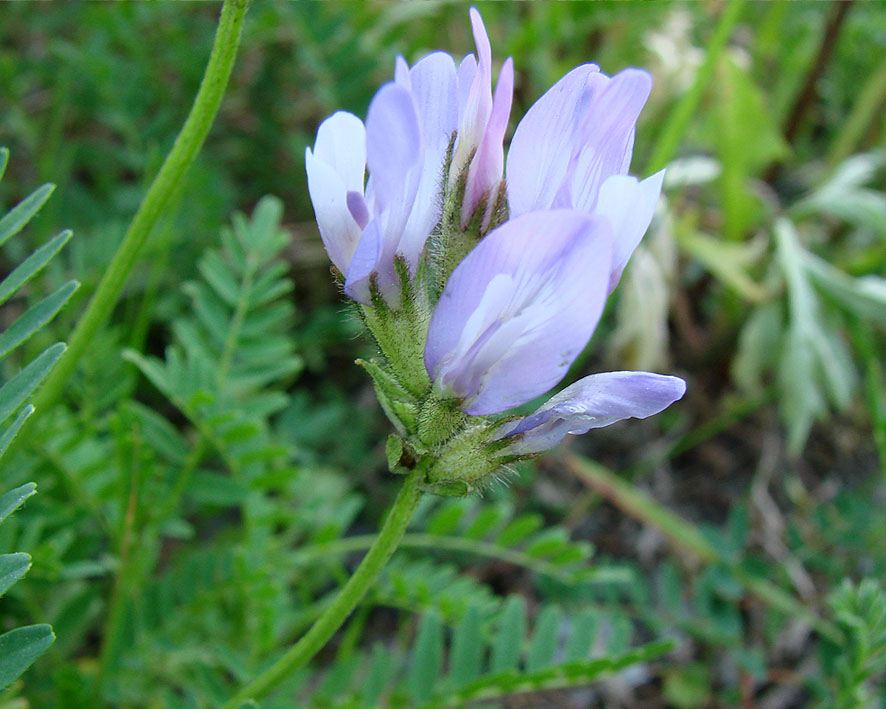 Изображение особи Astragalus agrestis.