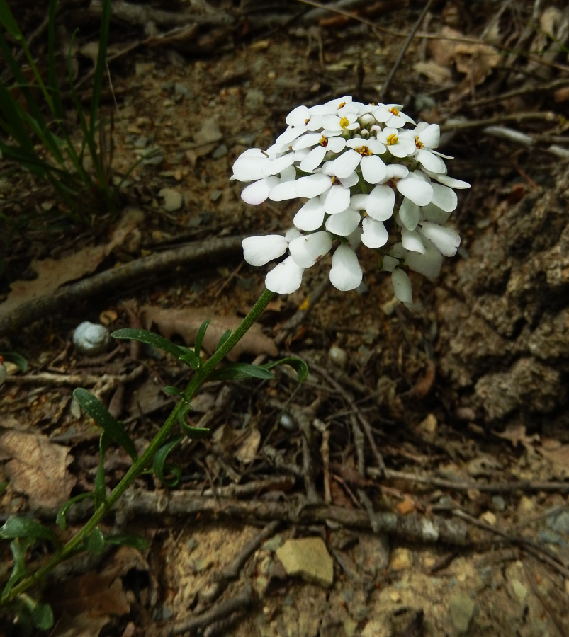 Изображение особи Iberis simplex.