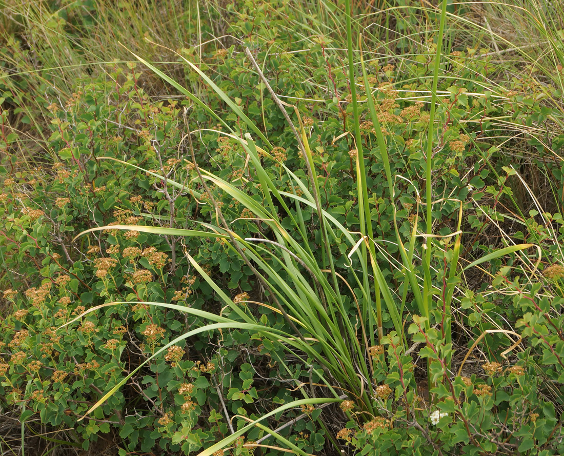 Image of Allium lineare specimen.