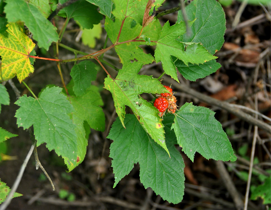 Image of Rubus crataegifolius specimen.