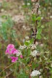 Lathyrus tuberosus. Верхушка побега с бутонами, цветками и завязями на сухих генеративных побегах Phleum pratense. Ленинградская обл., Ломоносовский р-н, окр. дер. Глядино, свалка в заброшенном неглубоком известняковом карьере среди суходольного луга. 20.09.2015.