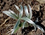 Ranunculus illyricus
