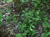 Melandrium dioicum