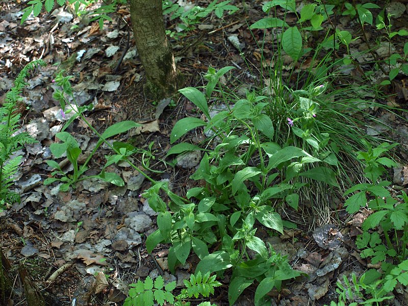 Изображение особи Melandrium dioicum.