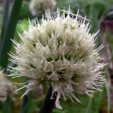 Allium fistulosum