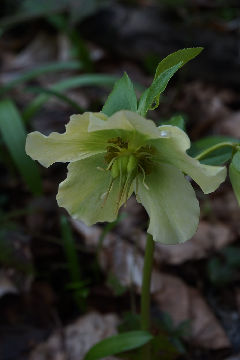 Image of Helleborus caucasicus specimen.