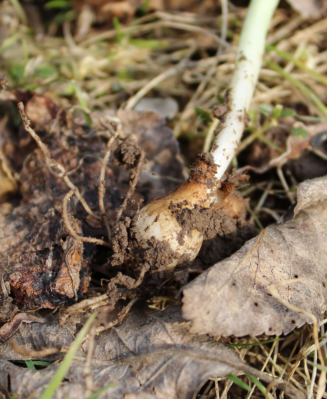 Image of Galanthus nivalis specimen.